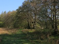 NL, Drenthe, Aa en Hunze, Drentsche Aa 39, Saxifraga-Hans Boll