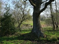 NL, Drenthe, Aa en Hunze, Drentsche Aa 40, Saxifraga-Hans Boll