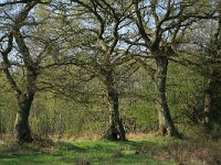 NL, Drenthe, Aa en Hunze, Drentsche Aa 43, Saxifraga-Hans Boll