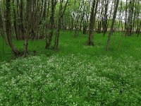 NL, Drenthe, Aa en Hunze, Drentsche Aa 51, Saxifraga-Hans Boll