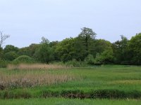 NL, Drenthe, Aa en Hunze, Drentsche Aa 53, Saxifraga-Hans Boll