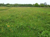 NL, Drenthe, Aa en Hunze, Drentsche Aa 61, Saxifraga-Hans Boll