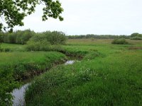 NL, Drenthe, Aa en Hunze, Drentsche Aa 68, Saxifraga-Hans Boll