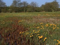 NL, Drenthe, Aa en Hunze, Drentsche Aa 7, Saxifraga-Hans Boll