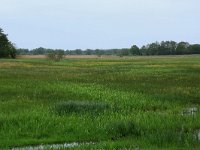 NL, Drenthe, Aa en Hunze, Drentsche Aa 70, Saxifraga-Hans Boll