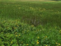 NL, Drenthe, Aa en Hunze, Drentsche Aa 76, Saxifraga-Hans Boll