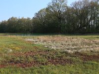 NL, Drenthe, Aa en Hunze, Drentsche Aa 9, Saxifraga-Hans Boll