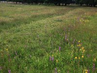 NL, Drenthe, Aa en Hunze, Eexterveld 100, Saxifraga-Hans Boll