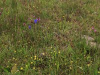 NL, Drenthe, Aa en Hunze, Eexterveld 105, Saxifraga-Hans Boll