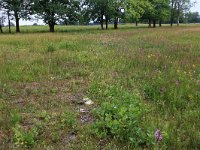 NL, Drenthe, Aa en Hunze, Eexterveld 116, Saxifraga-Hans Boll