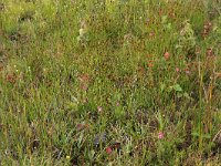 NL, Drenthe, Aa en Hunze, Eexterveld 126, Saxifraga-Hans Boll