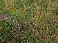 NL, Drenthe, Aa en Hunze, Eexterveld 131, Saxifraga-Hans Boll