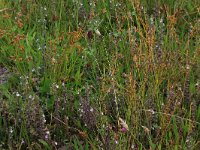 NL, Drenthe, Aa en Hunze, Eexterveld 132, Saxifraga-Hans Boll