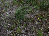 NL, Drenthe, Aa en Hunze, Eexterveld 136, Saxifraga-Hans Boll