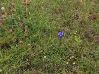 NL, Drenthe, Aa en Hunze, Eexterveld 20, Saxifraga-Hans Boll