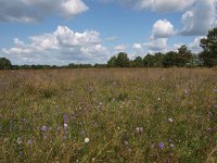 NL, Drenthe, Aa en Hunze, Eexterveld 3, Saxifraga-Hans Dekker