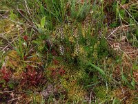 NL, Drenthe, Aa en Hunze, Eexterveld 31, Saxifraga-Hans Boll