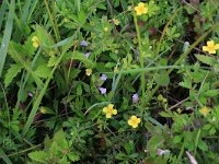 NL, Drenthe, Aa en Hunze, Eexterveld 48, Saxifraga-Hans Boll