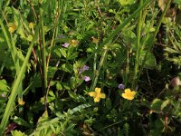 NL, Drenthe, Aa en Hunze, Eexterveld 51, Saxifraga-Hans Boll