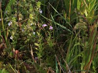 NL, Drenthe, Aa en Hunze, Eexterveld 59, Saxifraga-Hans Boll