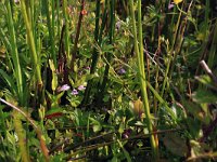 NL, Drenthe, Aa en Hunze, Eexterveld 61, Saxifraga-Hans Boll