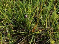 NL, Drenthe, Aa en Hunze, Eexterveld 65, Saxifraga-Hans Boll