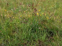 NL, Drenthe, Aa en Hunze, Eexterveld 8, Saxifraga-Hans Boll