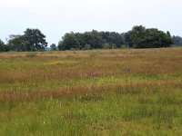 NL, Drenthe, Aa en Hunze, Eexterveld 90, Saxifraga-Hans Boll