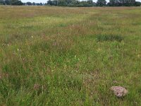 NL, Drenthe, Aa en Hunze, Eexterveld 91, Saxifraga-Hans Boll