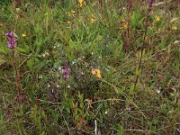 NL, Drenthe, Aa en Hunze, Eexterveld 96, Saxifraga-Hans Boll