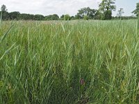 NL, Drenthe, Aa en Hunze, Elperstroom 2, Saxifraga-Hans Dekker