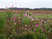 NL, Drenthe, Aa en Hunze, Gasteren 4, Saxifraga-Hans Dekker