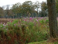 NL, Drenthe, Aa en Hunze, Gasteren 5, Saxifraga-Hans Dekker