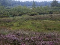 NL, Drenthe, Aa en Hunze, Gasterense Duinen 1, Saxifraga-Hans Boll