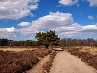 NL, Drenthe, Aa en Hunze, Gasterense Duinen 1, Saxifraga-Hans Dekker