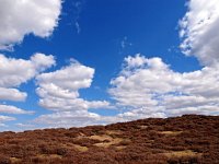 NL, Drenthe, Aa en Hunze, Gasterense Duinen 2, Saxifraga-Hans Dekker