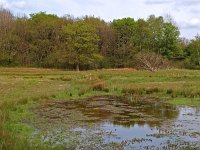 NL, Drenthe, Aa en Hunze, Gasterense Holt 1, Saxifraga-Hans Dekker