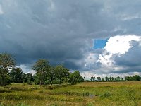 NL, Drenthe, Aa en Hunze, Gasterense Holt 2, Saxifraga-Hans Dekker