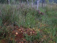 NL, Drenthe, Aa en Hunze, Gasterense duinen 21, Saxifraga-Hans Boll