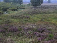 NL, Drenthe, Aa en Hunze, Gasterense duinen 22, Saxifraga-Hans Boll