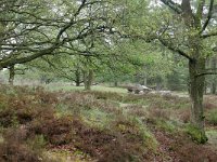 NL, Drenthe, Aa en Hunze, Gasterse Duinen 1, Saxifraga-Tom Heijnen