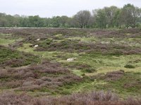 NL, Drenthe, Aa en Hunze, Gasterse Duinen 10, Saxifraga-Tom Heijnen