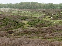 NL, Drenthe, Aa en Hunze, Gasterse Duinen 11, Saxifraga-Tom Heijnen