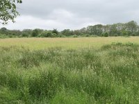 NL, Drenthe, Aa en Hunze, Gasterse Duinen 4, Saxifraga-Tom Heijnen