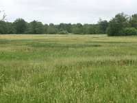 NL, Drenthe, Aa en Hunze, Gasterse Duinen 5, Saxifraga-Tom Heijnen