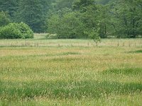 NL, Drenthe, Aa en Hunze, Gasterse Duinen 6, Saxifraga-Tom Heijnen