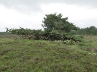 NL, Drenthe, Aa en Hunze, Gasterse Duinen 9, Saxifraga-Tom Heijnen