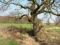 NL, Drenthe, Aa en Hunze, Geelbroek 1, Saxifraga-Hans Dekker