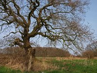 NL, Drenthe, Aa en Hunze, Geelbroek 10, Saxifraga-Hans Dekker