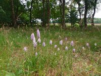 NL, Drenthe, Aa en Hunze, Geelbroek 7, Saxifraga-Hans Dekker